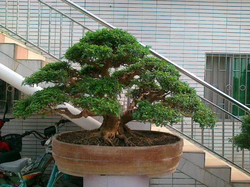 人工培育清香木苗木怎么用种子繁殖 图片