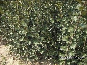 产品供应辽宁熊岳 山楂苗价格 山楂树价格 1到5年生各种规格