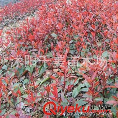 批发绿化工程苗木 红叶石楠种子纯正红罗宾 红叶石楠种子易种植-沭阳千美苗木场提供批发绿化工程苗木 红叶石楠种子纯正红罗宾 红叶石楠种子易种植的相关介绍、产品、服务、图片、价格沭阳千美苗木场、果树;绿化苗