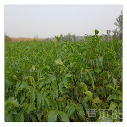 【基地批发供应核桃苗矮化嫁接核桃苗产量高】- 