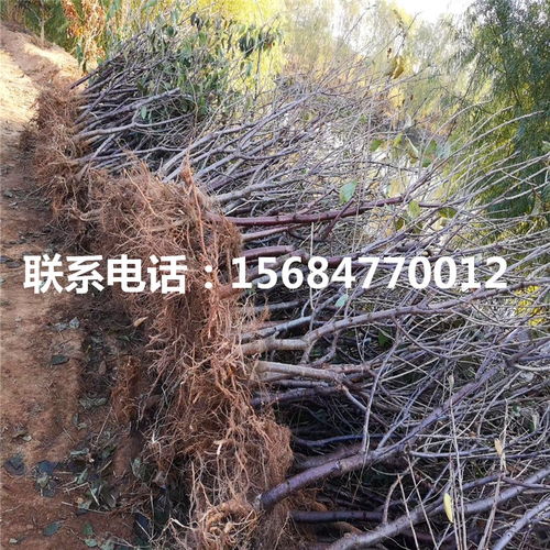 车厘子树苗 出售车厘子树苗 车厘子树苗价格