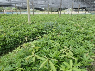 楠木种子上市/桢楠种子供应/小叶桢楠种子出售|林木种子|绿化苗木|供应信息|597苗木网