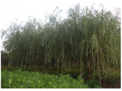 垂柳价格 青皮垂柳报价|林木种子|绿化苗木|供应信息|597苗木网