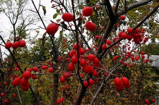 落叶乔木山茱萸长什么样 种子 树苗价格大约多少钱 种植技术有哪些