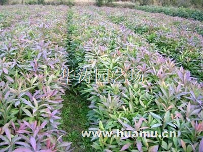【木荷小苗供应|绿化苗木,绿化小苗,乔木灌木,苗木种子等华涛园艺场商铺