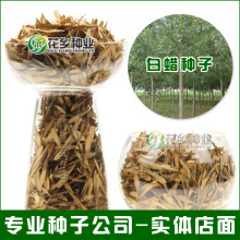 批发花木种子 新采白蜡种子 供应白蜡苗木 绿化乔木 行道树种