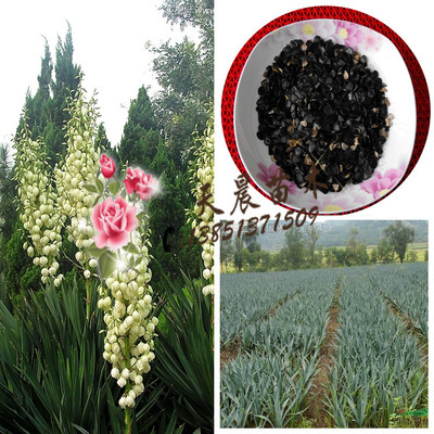 种子-冀花四号花生种子采购平台求购产品详情