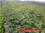 供应各种规格优质果树苗-泰安高新区凤坦苗木中心提供供应各种规格优质果树苗的相关介绍、产品、服务、图片、价格泰安高新区凤坦苗木中心、果树苗;绿化苗;占地苗;果树苗;绿化苗;各种种子