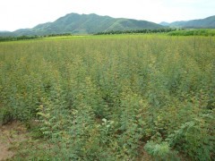 黄刺梅_黄刺梅价格_黄刺梅种子|乔灌木|绿化苗木|供应信息|597苗木网