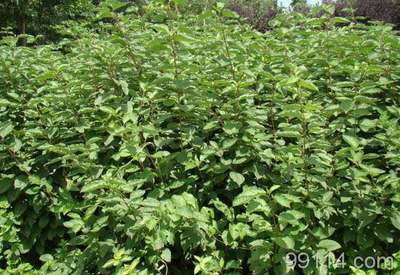 河北李氏苗木花卉基地供应花灌木 种子、种苗 产品