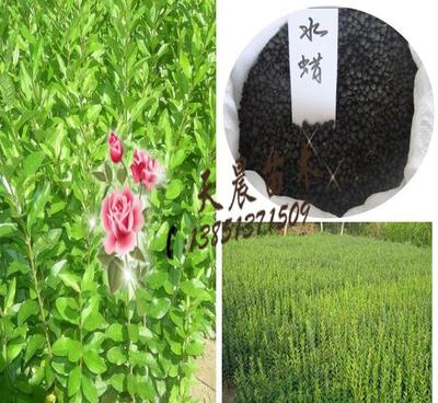 【批发水蜡种子 水腊种子 金叶水蜡种子 绿化苗木种子 灌木种子】价格_厂家_图片 -