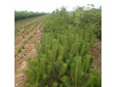 山西油松 大量油松批发销售 油松种子|绿化小苗|绿化苗木|供应信息|597苗木网