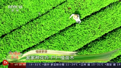走进乡村看小康 福建罗源 家家种花卉 户户植苗木