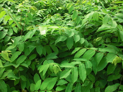 核桃苗|松江核桃苗基地|松江核桃苗价格 -东北林木种子,东北核桃苗,东北造木绿化苗木-产品频道-金泉网