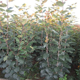 弘源苗木、乌鲁木齐亚当海棠小苗种植基地_粮食作物种子_第一枪