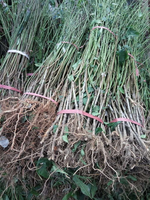 1公分秦王桃苗多少钱一棵 1年秦王桃苗价格