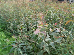 桉树怎么种才高产 桉树高产栽培技术规范