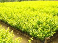 苗木绿化,哪里能买到划算的金叶女贞,苗木绿化,哪里能买到划算的金叶女贞生产厂家,苗木绿化,哪里能买到划算的金叶女贞价格