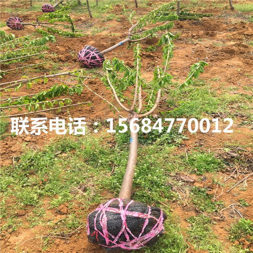 罗亚明樱桃苗批发 罗亚明樱桃苗价格
