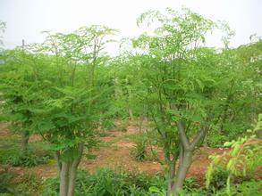 【江苏印度辣木种子怎么卖】价格,厂家,其它绿化苗木-搜了网