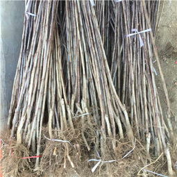 新闻 新疆地径一公分甜红籽山楂苗批发价格