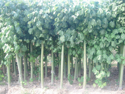 【青桐种子价格 青桐种子销售 青桐销售】价格,厂家,图片,花卉种子种苗,沭阳县景洲绿化苗木场-