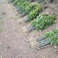 优质当年无患子小苗·无患子小苗价格·无患子小苗批发