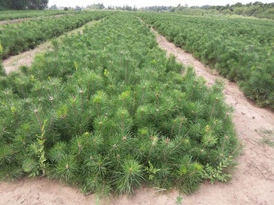 信合苗木专业合作社供应各种规格绿化苗/经济类苗木/种子等苗木 白皮松图片_高清图_细节图-信合苗木合作社(个体经营)