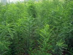 山西国槐苗种植图片|山西国槐苗种植样板图|山西国槐苗种植-东升苗木种子