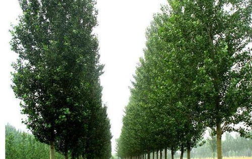 农村如今杨絮满天飞,80年代怎么没有这样的感觉