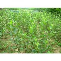 豫北果树苗木基地：优质苹果树苗供应商，新乡苹果树苗首选