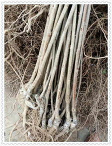 贵州赤水吉塞拉樱桃砧木苗供应情况与价格分析