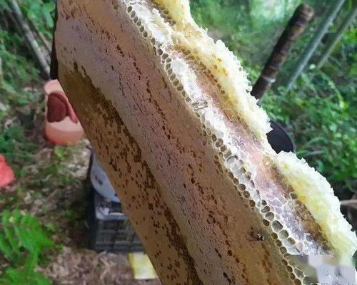 大农圈农业供求信息第二百五十七期 种子苗木