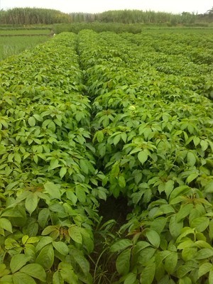 金丝瓜种子采购指南 平台选择与产品详情解析