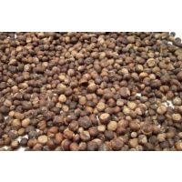 批发七叶树种子 利川市丽川绿化苗木专业合作社的可靠选择