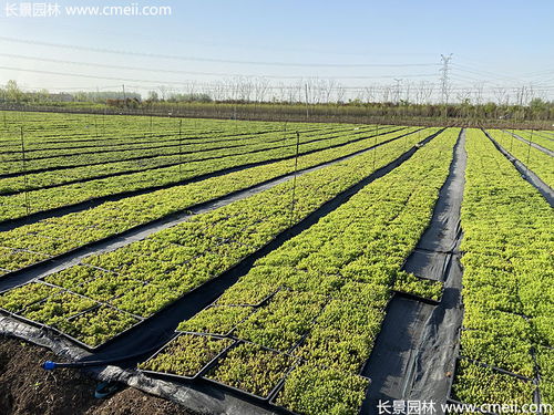 佛甲草托盘苗最新价格与产地信息——江苏沭阳长景园林苗木场