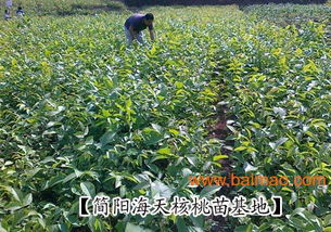 青皮核桃树苗批发指南 生产厂家与价格分析