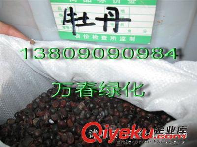 优质鸢尾种子与鸢尾苗批发指南