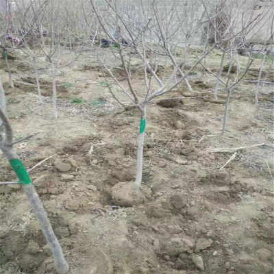 新疆地区乌克兰3号樱桃苗采购指南 合同签订与供应商选择