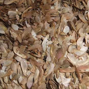 江苏正茂花卉苗木种子 引领绿色产业新风尚