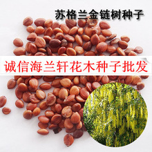 苏格兰金链树种子 种植与选购全方位指南