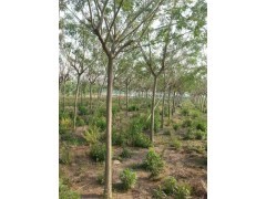 国槐苗木价格与选购指南