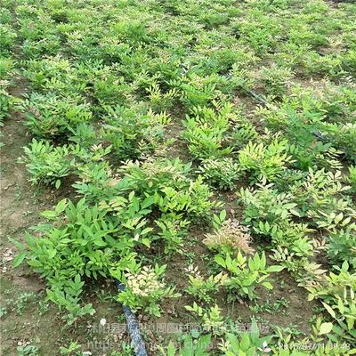 紫藤 攀援植物中的绿意精灵与美化廊架的优选