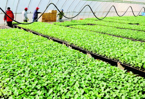 春苗出货，种子苗木迎来丰收季