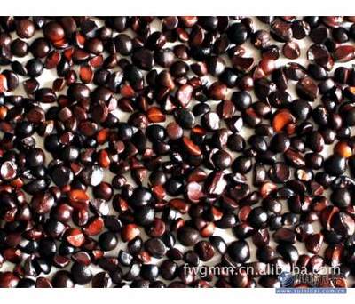 黄冈市黄州区佳伟苗木园艺场 优质油茶籽油茶嫁接苗与果树种苗供应商