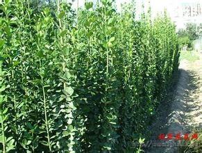 泰安矮化苹果苗与湖北新浓红苹果苗 盛旺园艺场专业供应指南