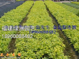 优质绿化苗木与种子苗木的全面供应