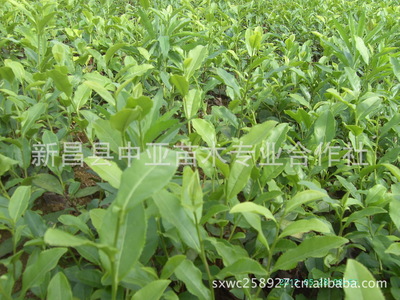 新昌中亚苗木合作社 优质龙井43茶苗，开启茶园致富新篇章