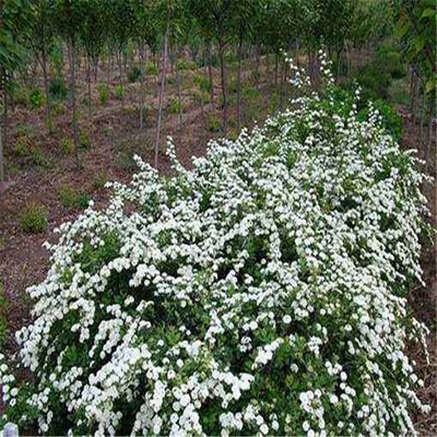 开原市靠山镇森源苗木种子经销处 专业苗木种子，助力绿色产业发展