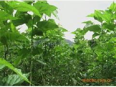 专业苗木供应 桑树、构树、枫杨等绿化种苗一站式采购